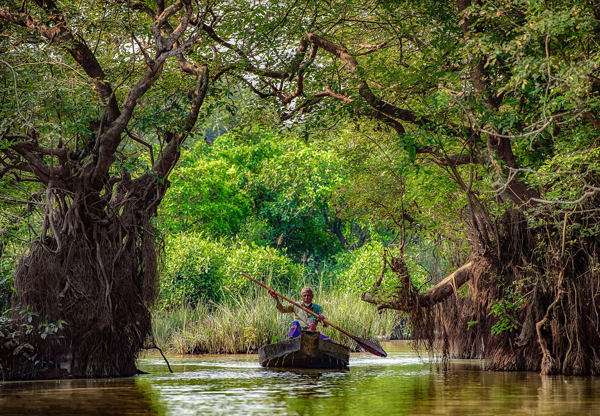 Ratargul Swamp Forest & Bichnakandi