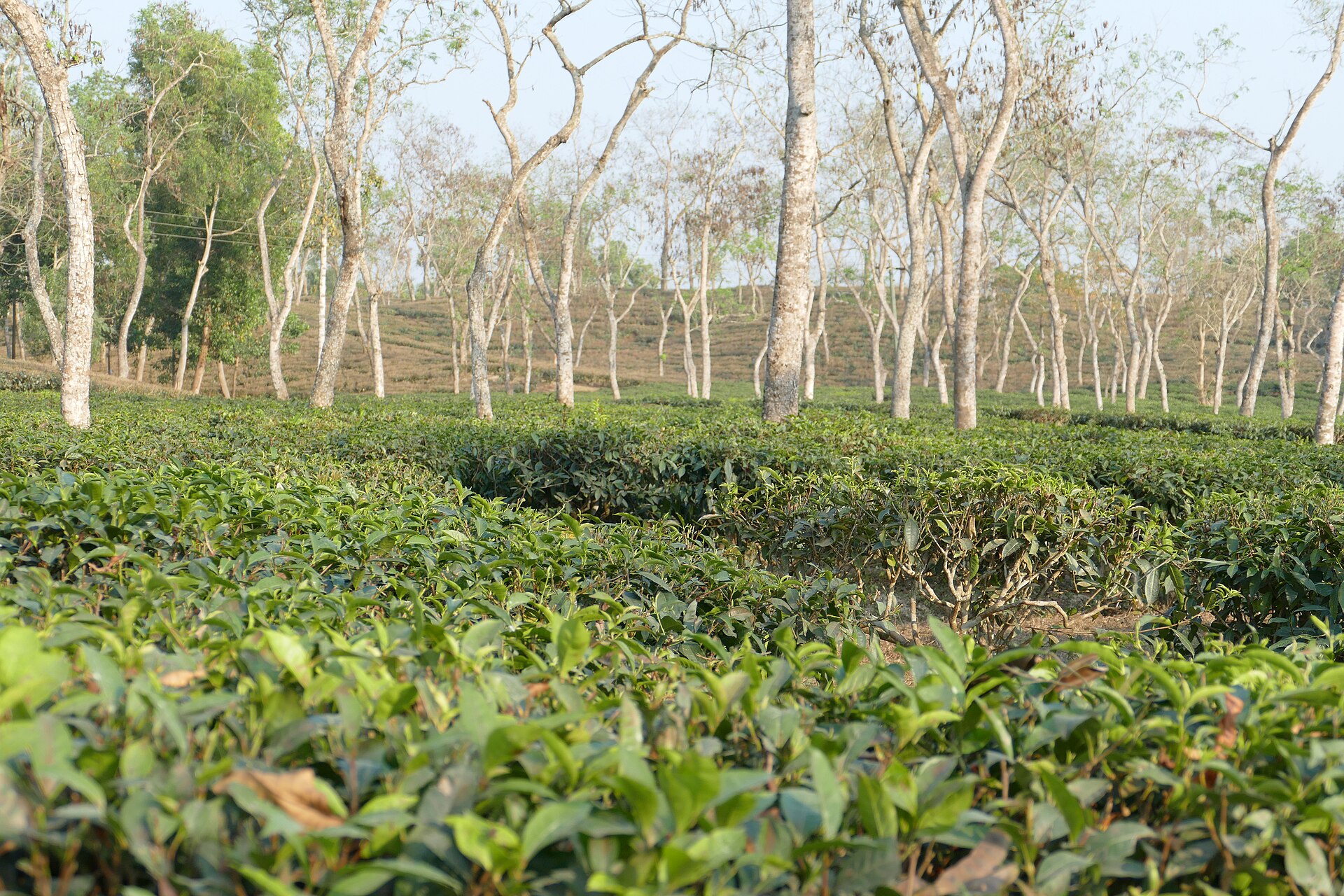 Sreemangal & Lawachara Forest